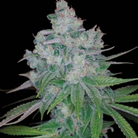 DNA Genetics - kandy kush x skunk - regular 6