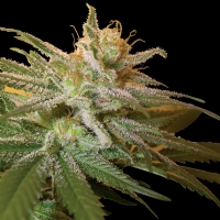 DNA Genetics - Kushberry - 6 femm