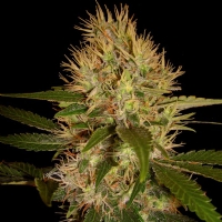 DNA Genetics - Martian Mean Green - 6 Femm.