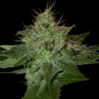 DNA Genetics - pure afghan - regular 6