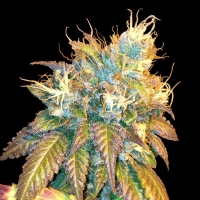 DNA Genetics - Sour Secret - 6 Femm.