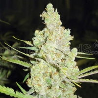 Medical Seeds - 1024 - 3 Fem