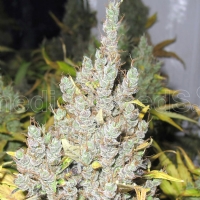 Medical Seeds - 2046 - 3 Fem
