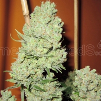 Medical Seeds - Channel + - 3 Fem