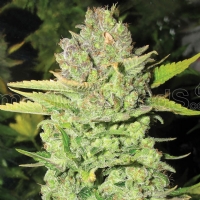 Medical Seeds - Devil Fruit - 5 Fem