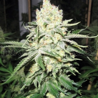 Medical Seeds - No Name - 5