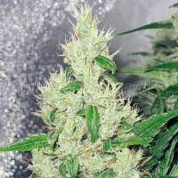 Medical Seeds - Y Grieca - 3