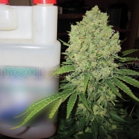 Medical Seeds - Prozak - 3 fem