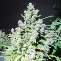 Medical Seeds - Malakoff - 3 Fem