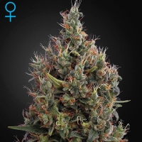 Green House Auto Big Bang 5 Seeds