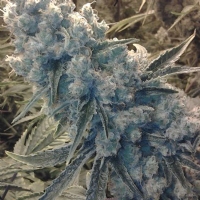 CBD Crew - Shark Shock - 5 Fem