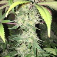 CBD Crew - Yummy - 5 Fem
