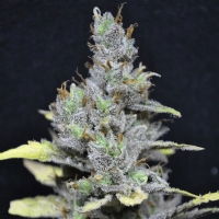 CBD Crew - MediHaze - 5 Fem