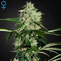 Green House Auto Northern Light 3 Seeds