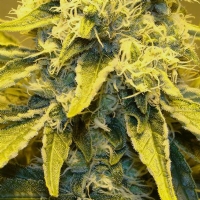 CBD Crew - Sweet and Sour Widow 5 Regolare