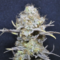 CBD Crew - Nordle - 5 Fem