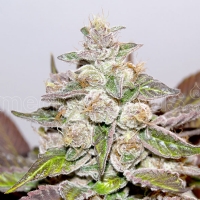 Medical Seeds - Mendocino Purple Kush 5 FEM