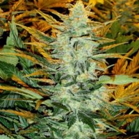 Joint Doctor Auto Chronic Ryder 10