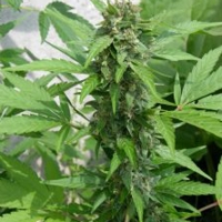 Joint Doctor - Auto Easy Ryder - 3 Auto