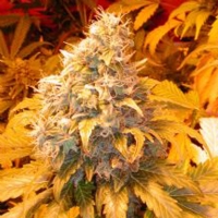 Joint Doctor Auto Lr#2 3