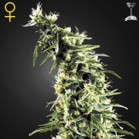 Green House Hawaiian Snow 10 Seeds