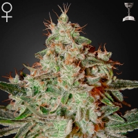 Green House - Lemon Skunk - 1 Fem