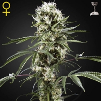 Green House - Super Lemon Haze 3 fem