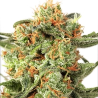 Dutch Passion - Orange Hill Special - 3 fem