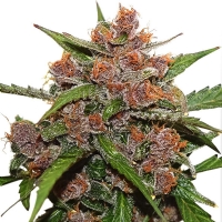 Dutch Passion Auto Frisian Dew 7 Seeds