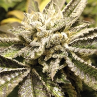 Medical Seeds - Canadian Kush - 5 Fem