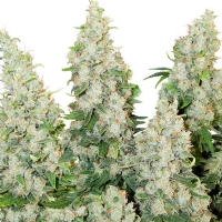 Dutch Passion Auto Think Different 3 Seeds