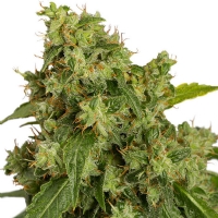 Dutch Passion Autoxtreme 7 Seeds