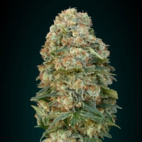 Advanced Seeds - Afghan Skunk 3 Fem