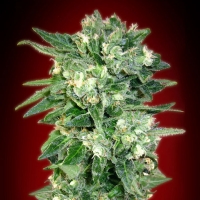 Advanced Seeds - Auto Kaya 47 - 1 Auto