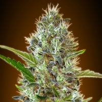 Advanced Seeds - Auto Somango - 3 Auto