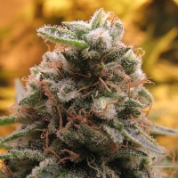 Advanced Seeds - Auto Top 69 - 1 Auto