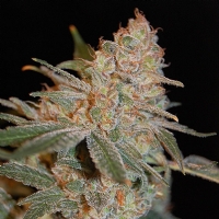 Advanced Seeds - Black Diesel - 1 Fem
