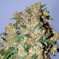 Advanced Seeds - Critical - 3 Fem