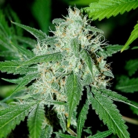 Advanced Seeds - Haze Mist - 1 Fem