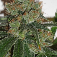 Resin Seeds - Bubblicious - 10 fem