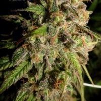 Resin Seeds - Cannatonic - 10 Fem