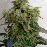 Resin Seeds - Dieseltonic - 10 fem