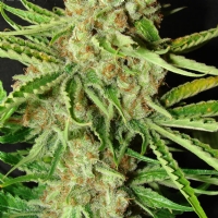 Resin Seeds - LA Ultra - 10 fem