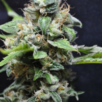 Resin Seeds - Yummy - 3 fem