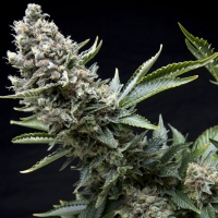 Pyramid Seeds - New York City - 1 Fem