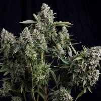 Pyramid Seeds - Tutankhamon - 3 fem