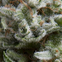Pyramid Seeds - Auto Anesthesia - 1 Auto
