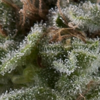 Pyramid Seeds - Auto Lennon 3 fem