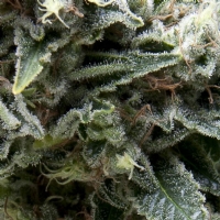 Pyramid Seeds - Auto New York City 1 fem