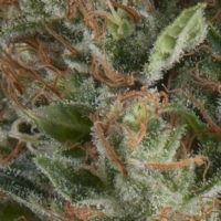 Pyramid Seeds - Auto Wembley 1